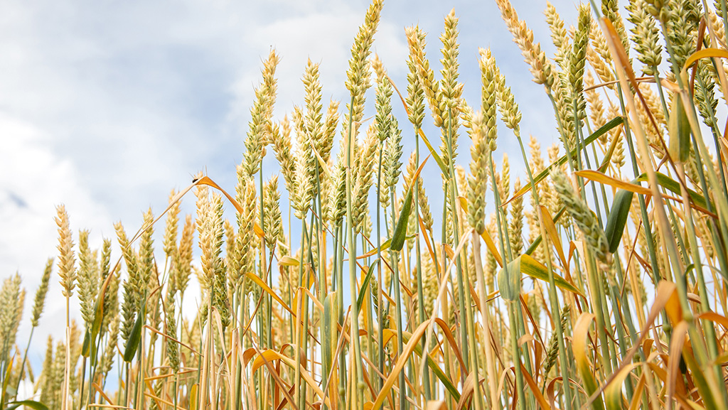 Setting the pace in wheat
