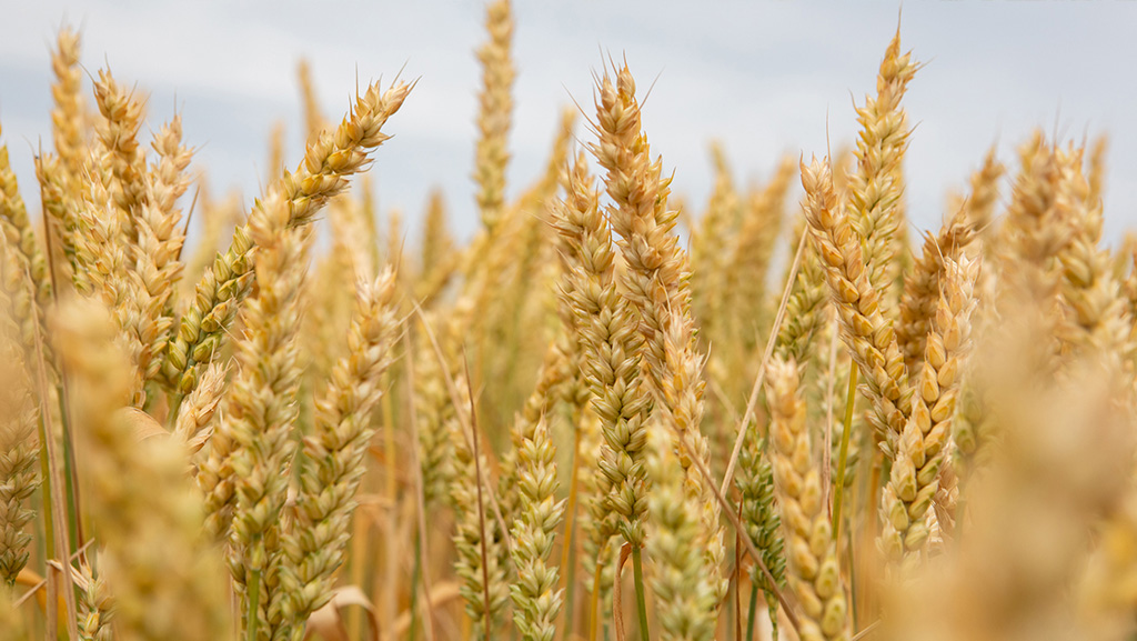 Spring additions bring agronomics and yield