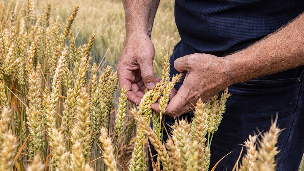 Another Group 1 wheat for 2025/26 RLs