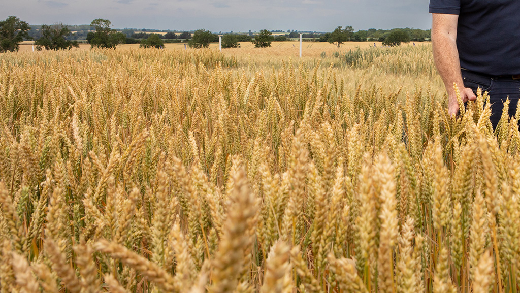 How a new novel wheat concept can extend growers' autumn drilling window