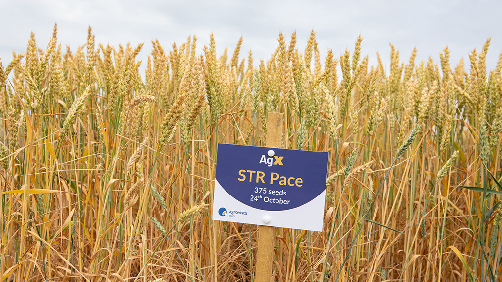 New wheat concept set to extend drilling windows