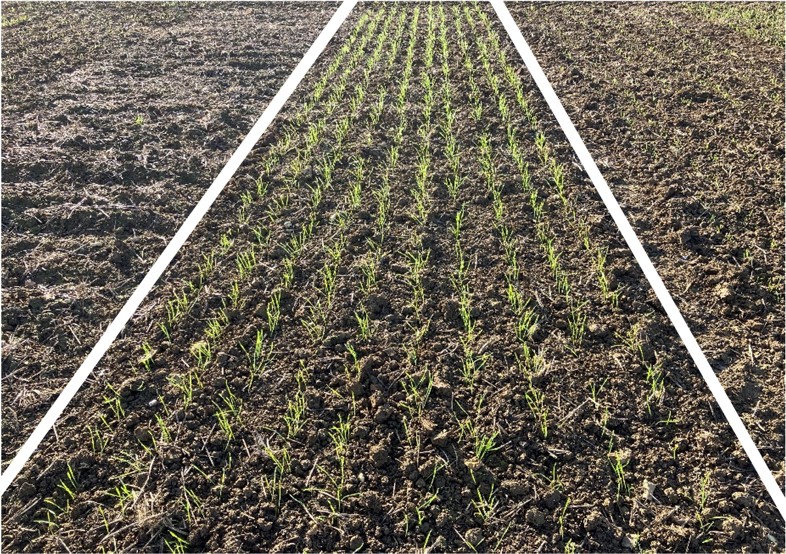 STR Pace - October sown establishment